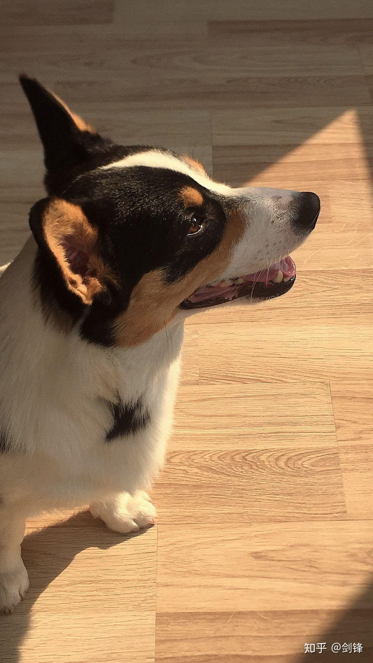 柯基怎么区分黑头和黄头? - 知乎