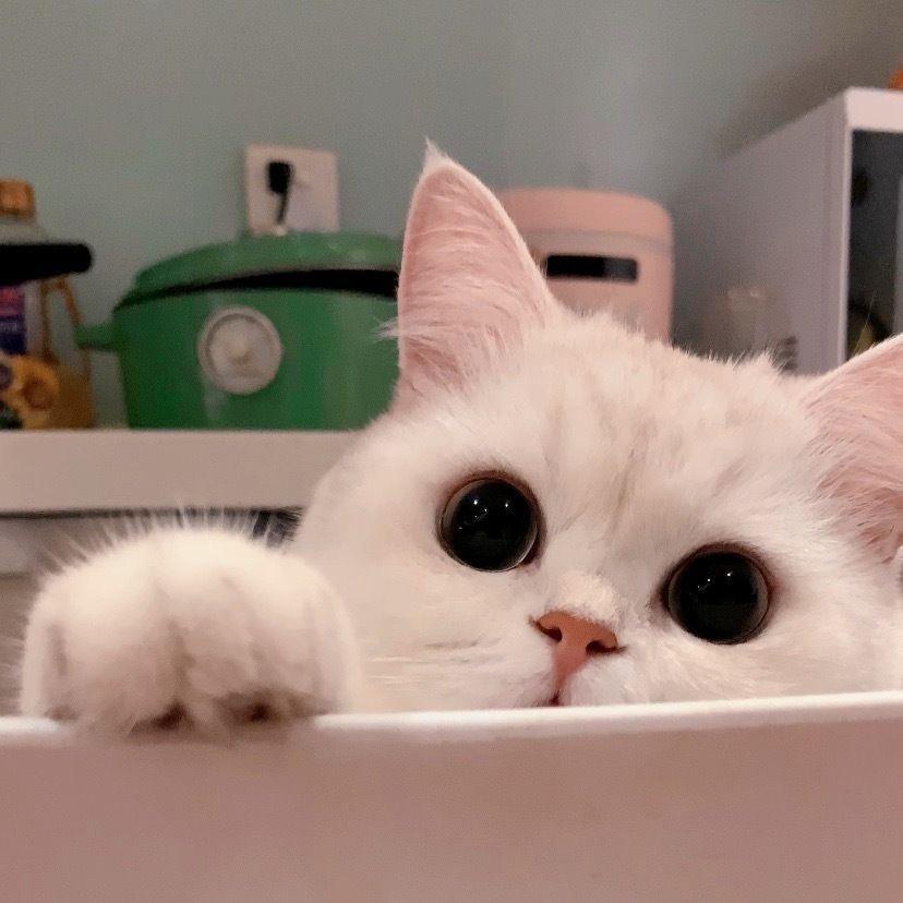 能不能给一些高清的猫咪的头像