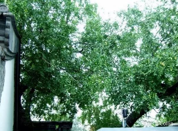 大的院子里,可以种枣树,槐树,榆树,紫白丁香或西府海棠,再小的院子里