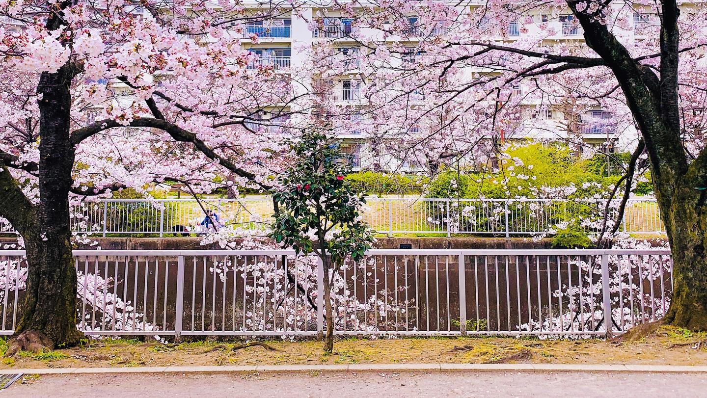 四月は君の嘘巡礼 樱花篇 与你走过练马的每一条街道 知乎