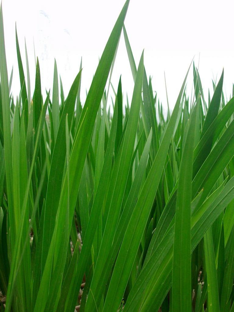 大宝剑一样的菖蒲叶在日语中,"菖蒲"与"尚武"的读音相同,又因为菖蒲