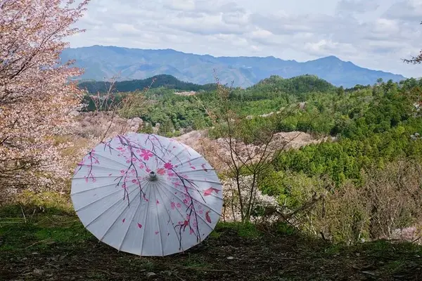 此生必去的赏樱绝景路线 避开人潮带你去吉野山看樱花海 知乎