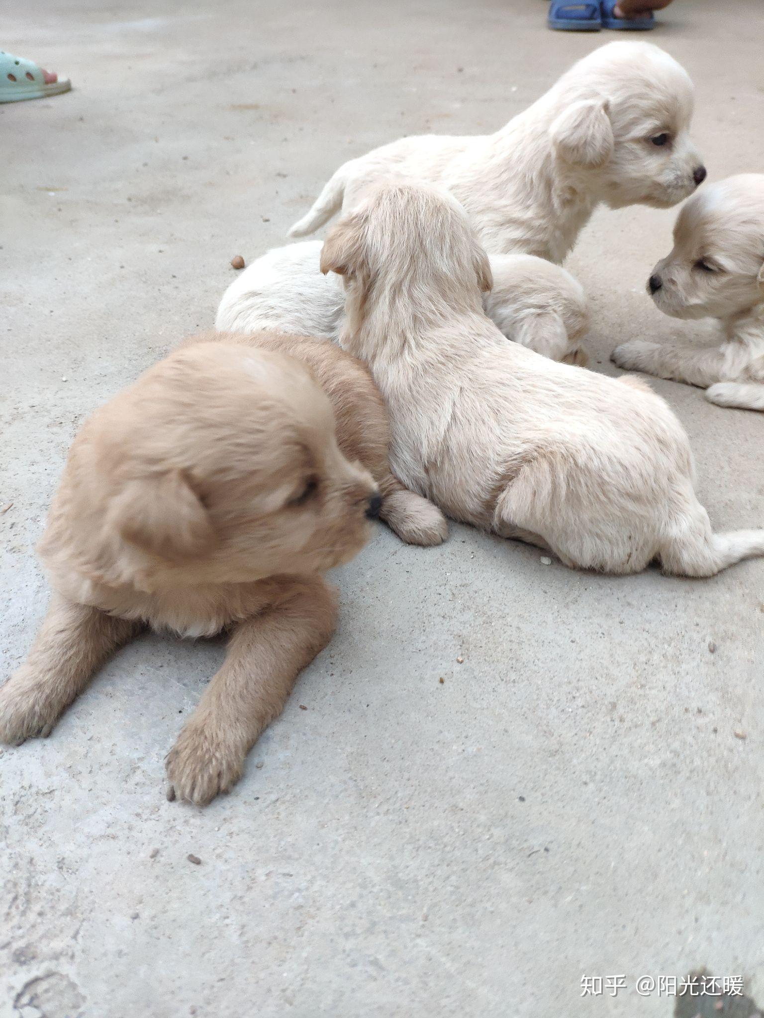 一只母泰迪和一只小土狗交配生出来的小狗是什么形态的? - 知乎