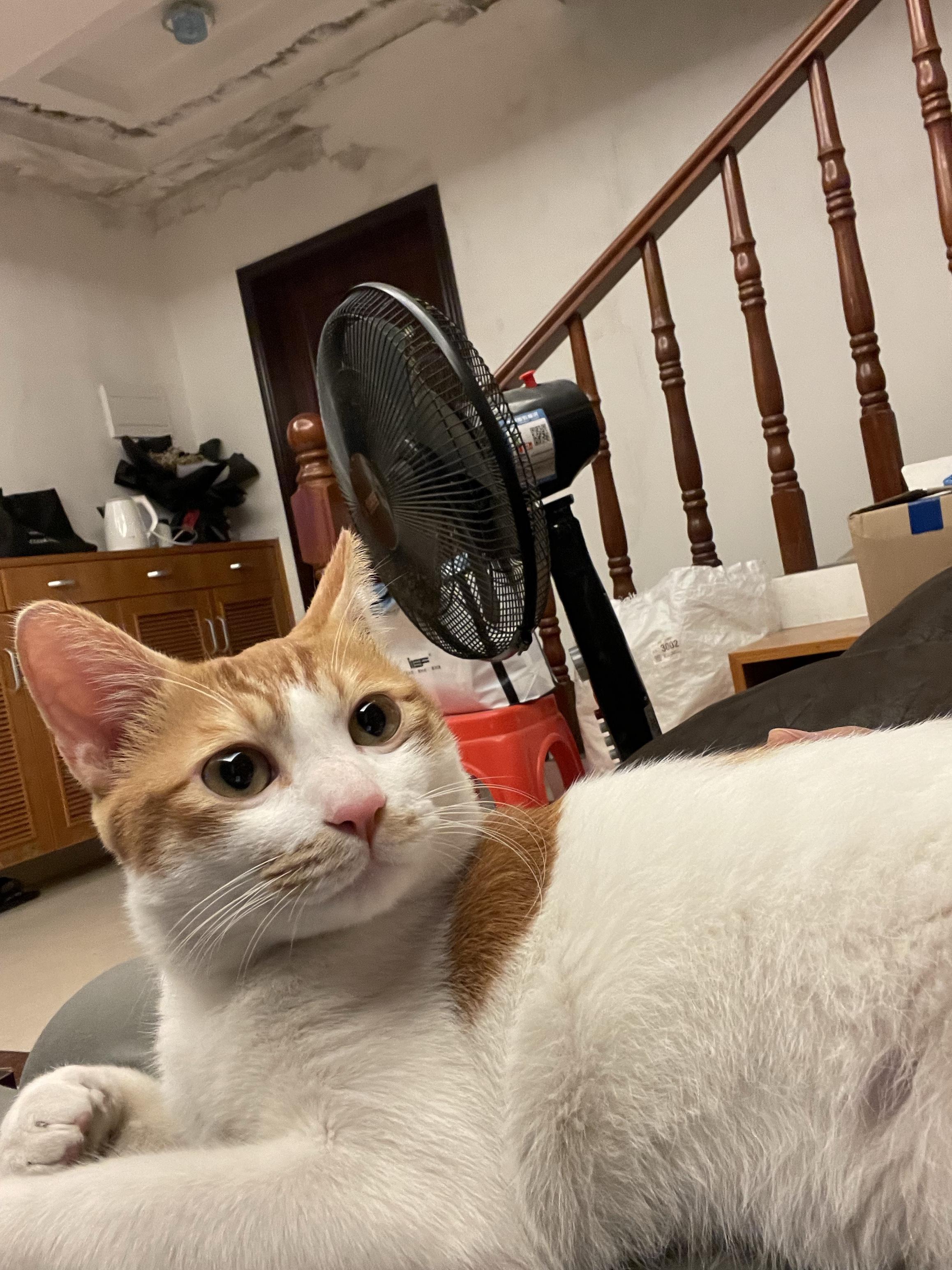 我家养了一只黄白相间的土猫,一直当宠物猫养,小时候还挺粘人的,但是