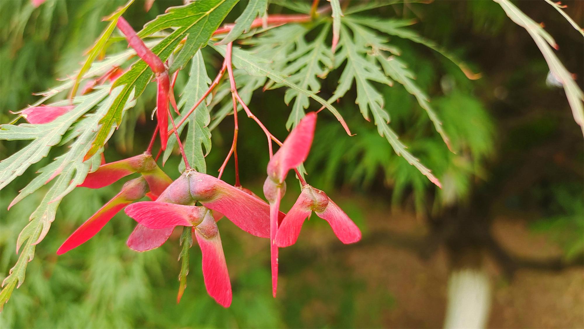 槭树的翅果有什么意义? - 知乎