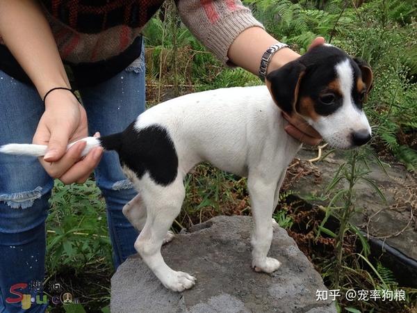 太仓小猎犬的6大优点,怪不得养过的人,都不想换狗了 - 知乎