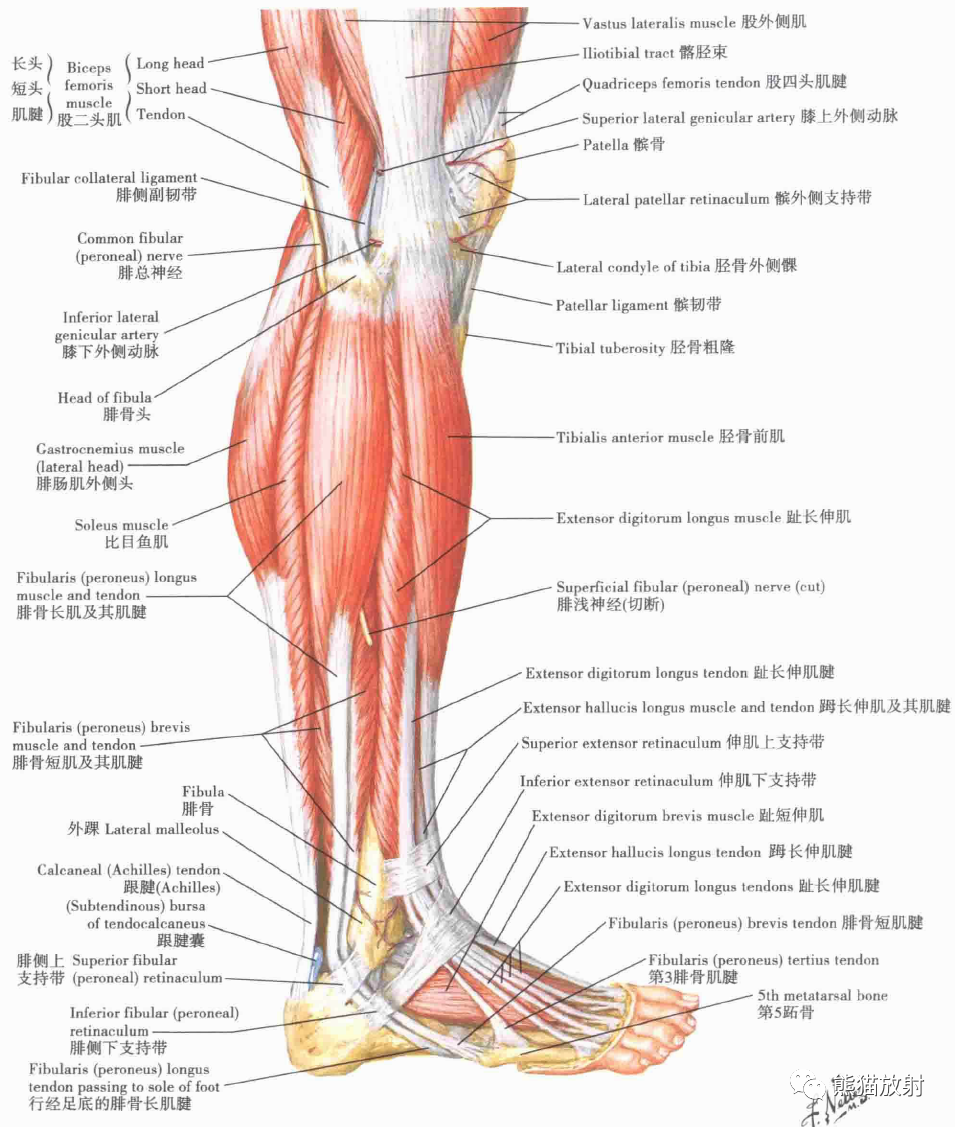 小腿肌(浅层解剖):前面观小腿:横断面和股筋膜鞘足骨跟骨踝部的韧带与