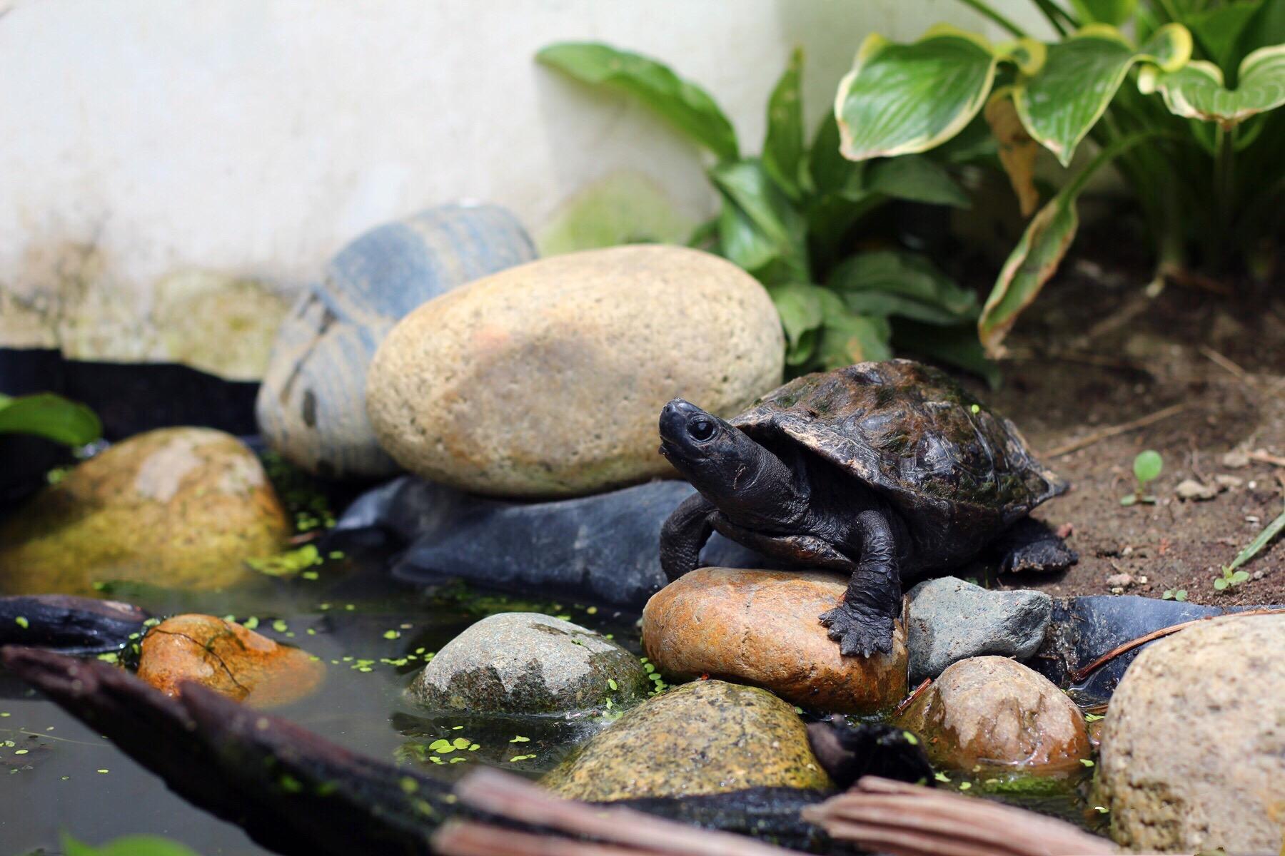 怎么养乌龟才能养熟 v2-0a549a6abe43d474beac45513c3aab5f_r.jpg