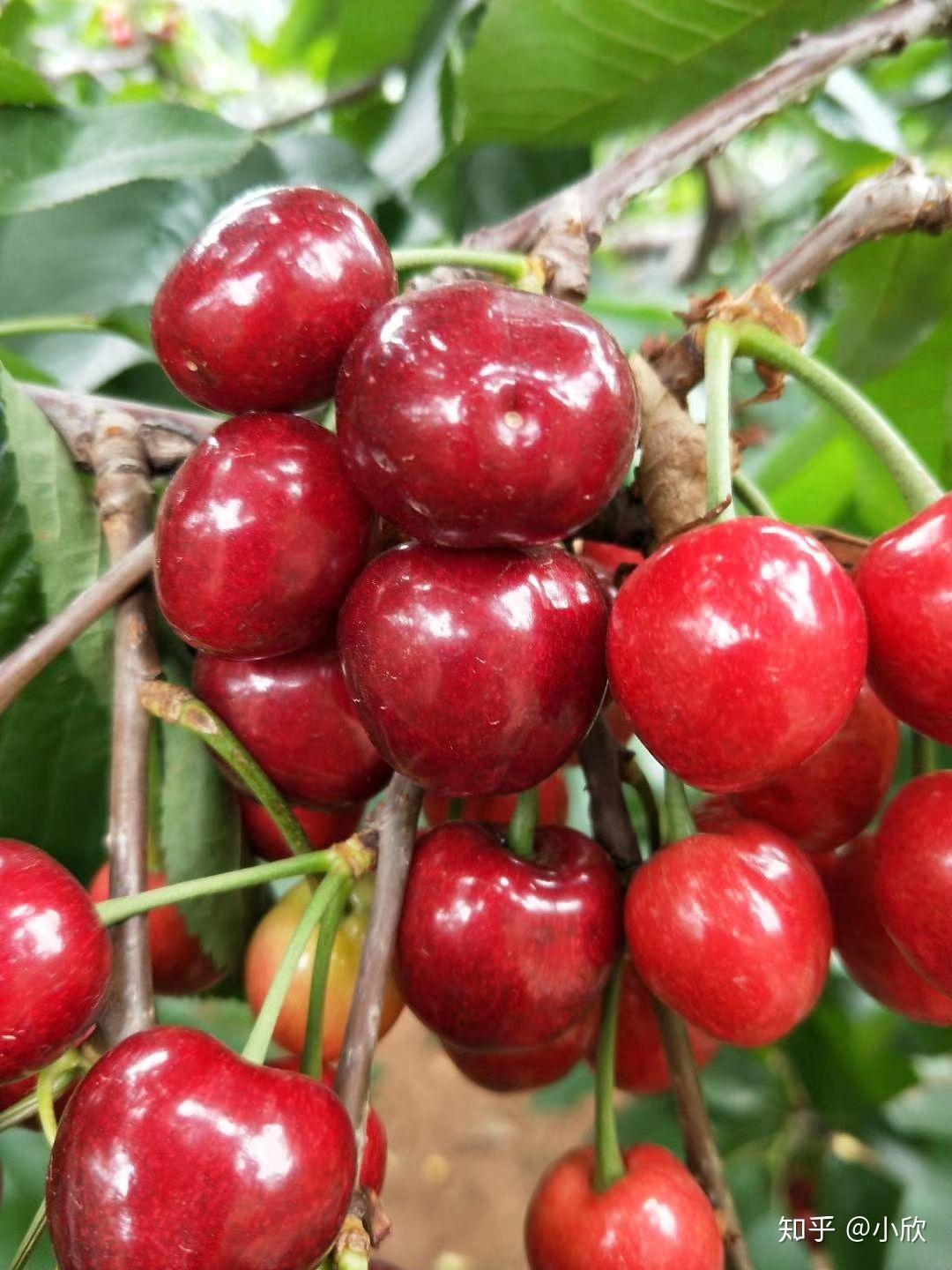 大连陆地樱桃果大味甜即将成熟
