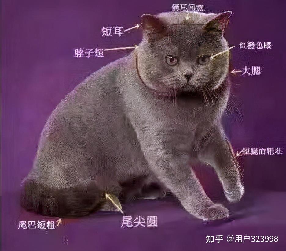 最适合新手养的猫英国短毛猫你确定不养一只吗