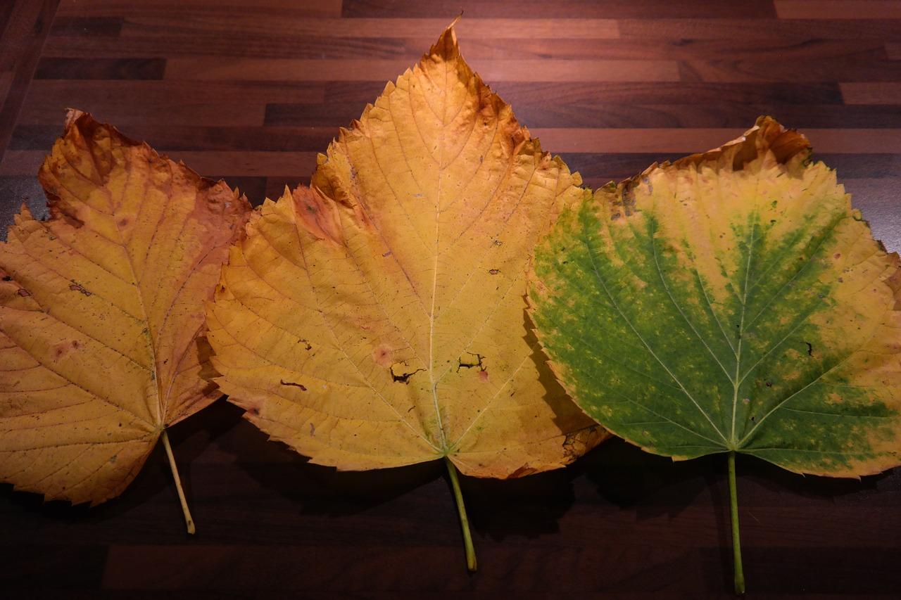 香樟树根多少钱一斤