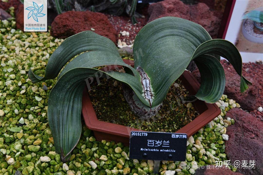 千年寿命百岁兰的自述书