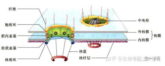 细胞生物学考研 思维导图带背之 细胞核(下)——核被膜、核仁及核体 - 知乎