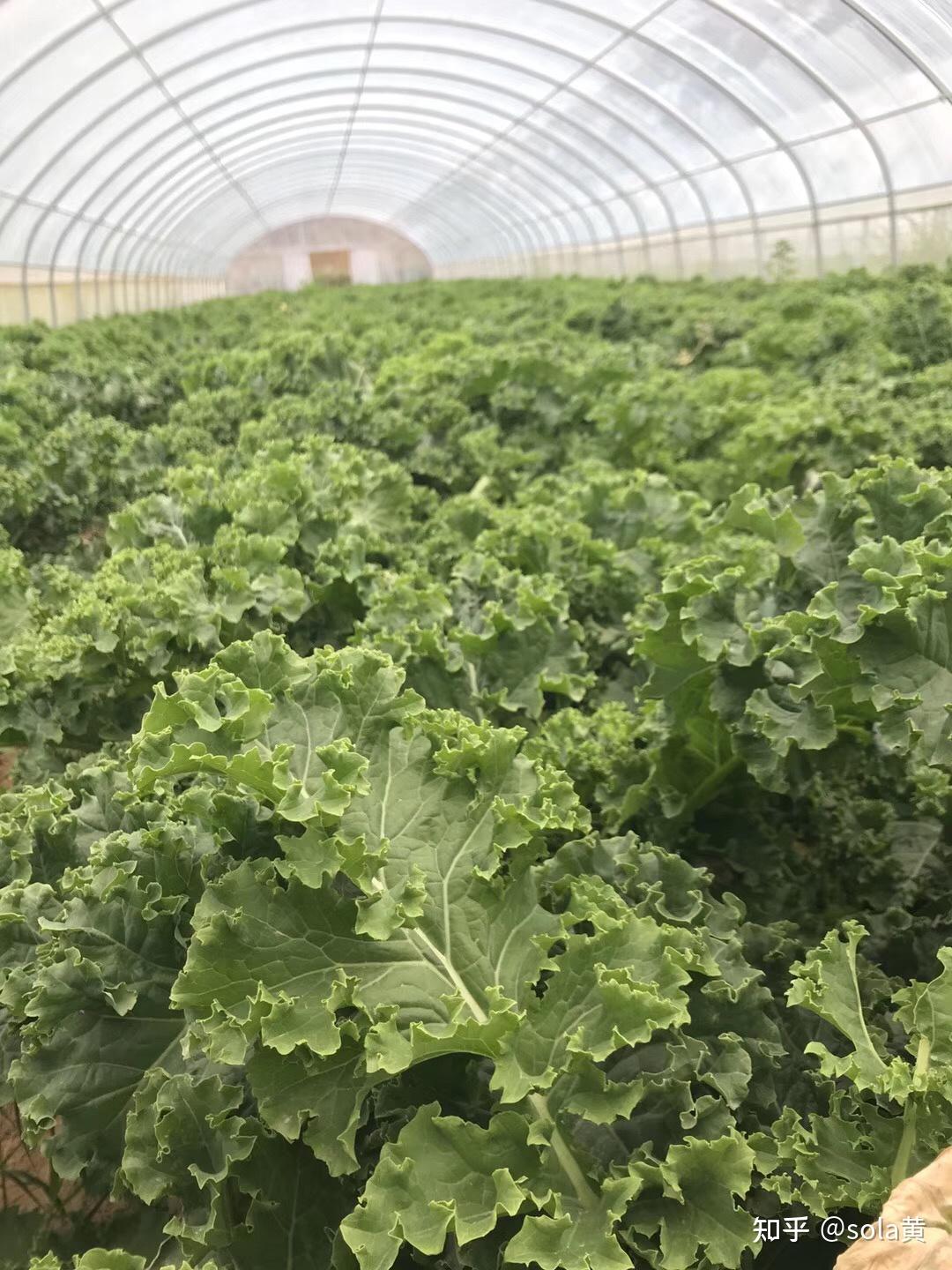 羽衣甘蓝的奇怪气味