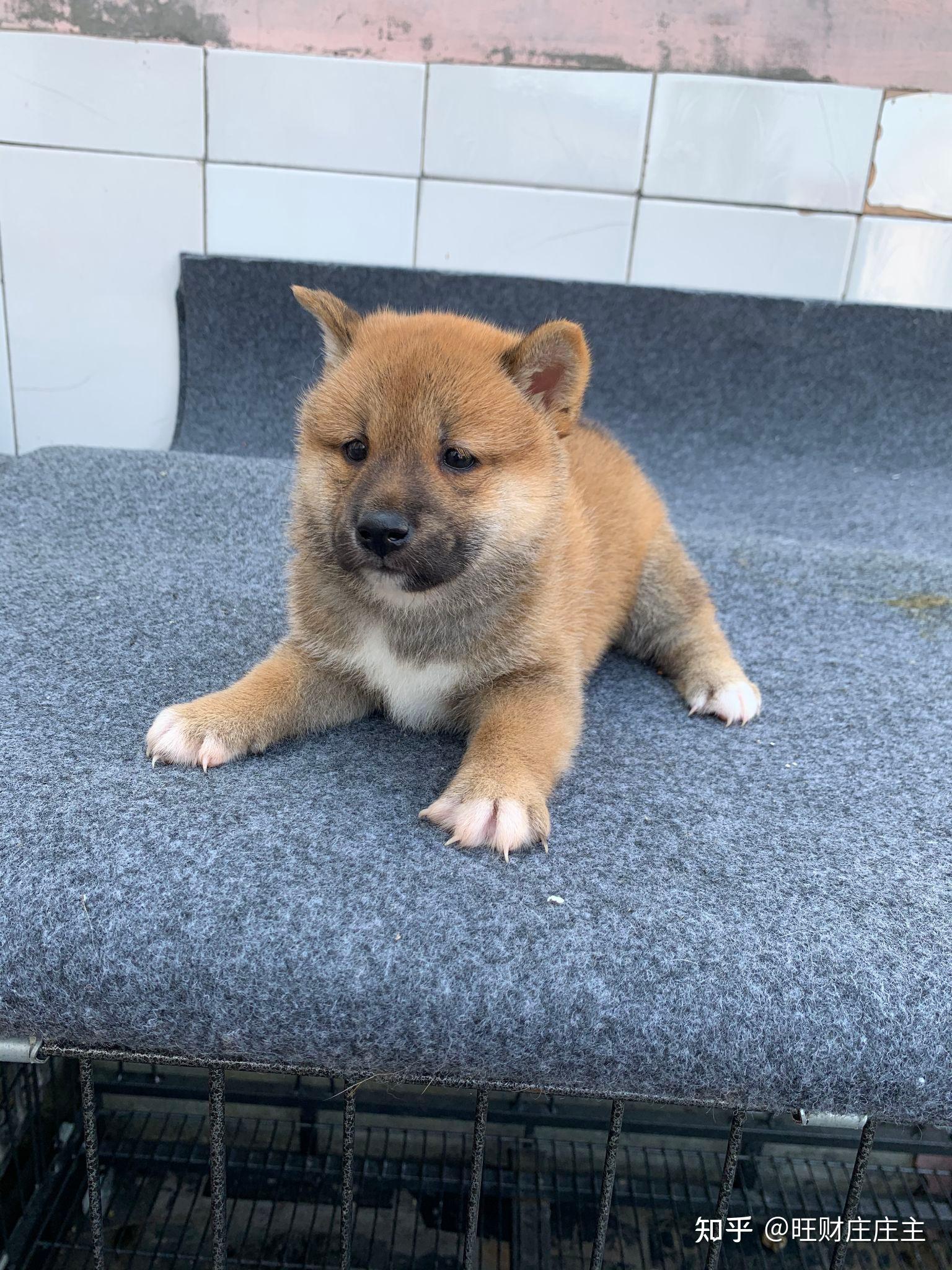 五个月大的柴犬怎么这么丑? - 知乎
