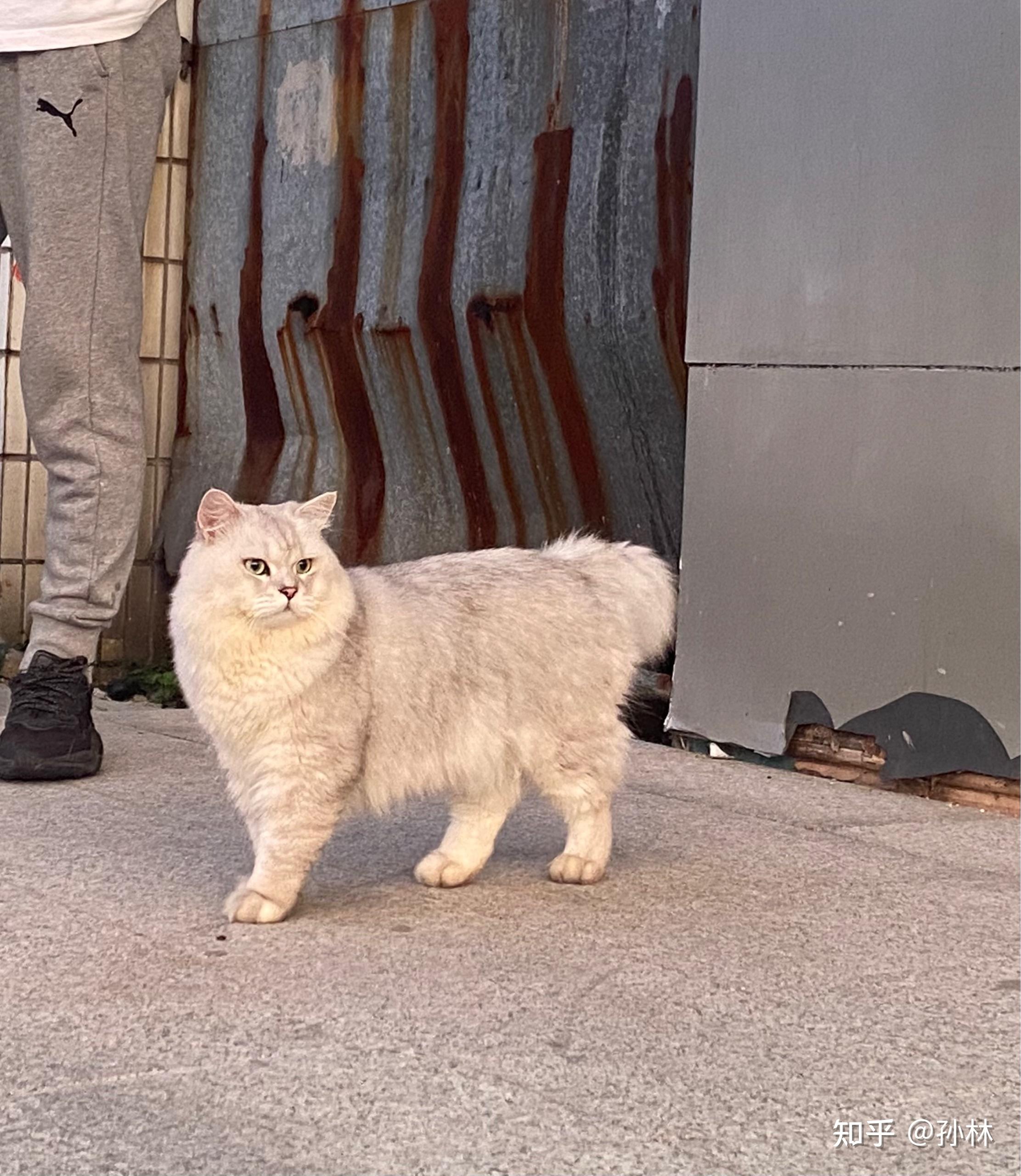 长毛银渐层配银渐层会出什么样的崽06