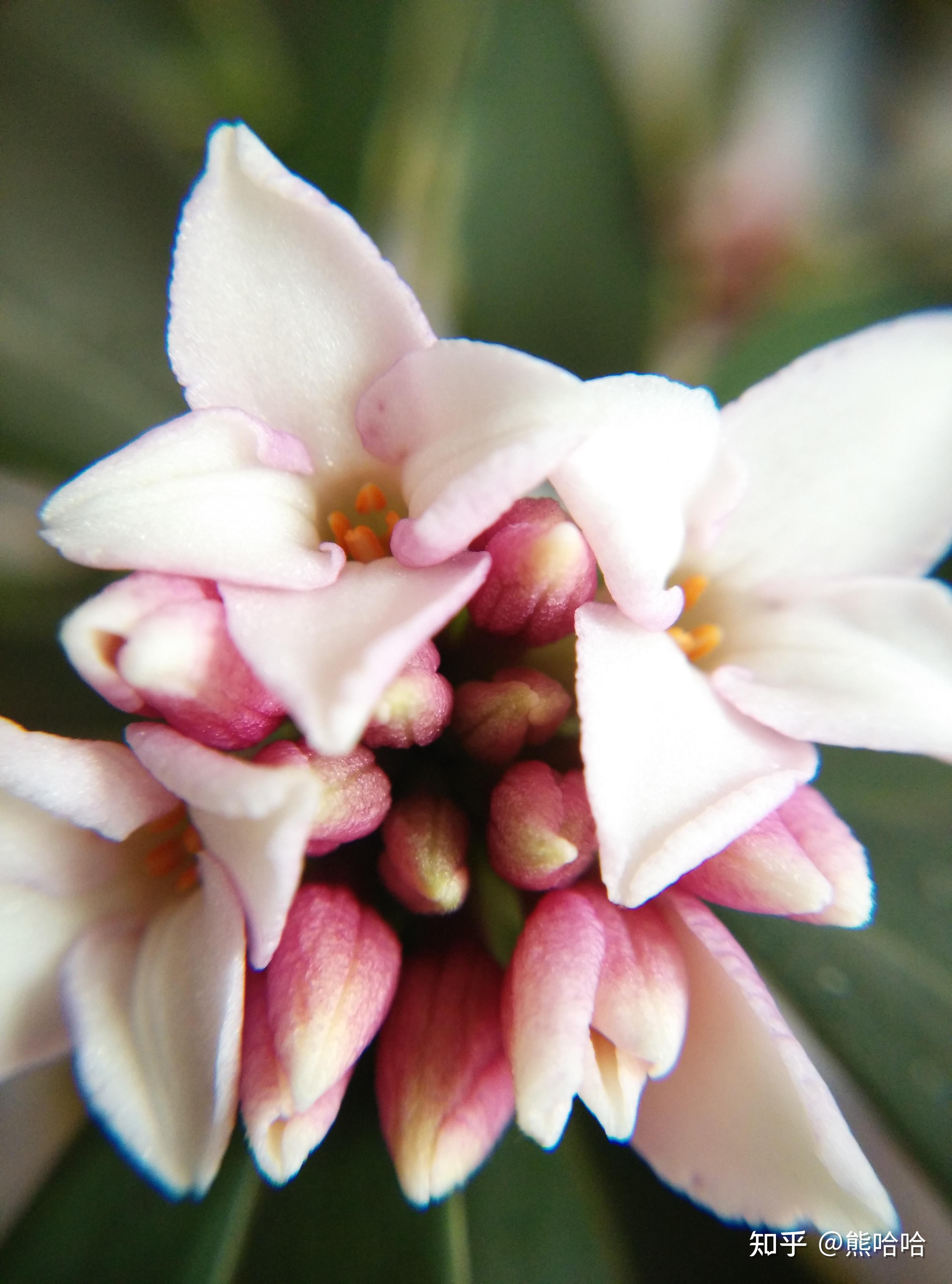 盘点中国各城市市花