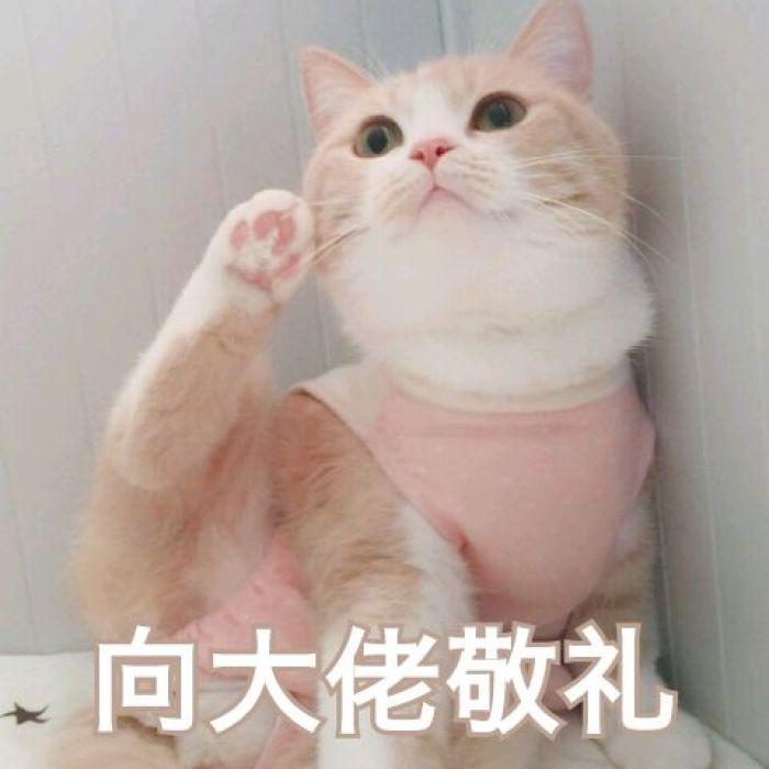 猫咪怀孕日记1 - 知乎