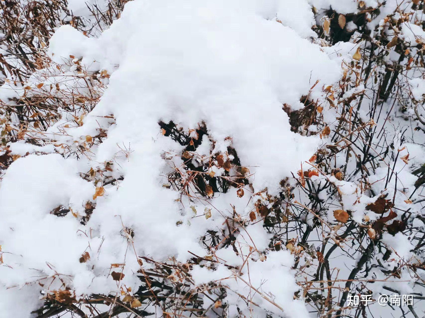 今天早上十點多開始下雪,一直到下午五點多才結束,雪花漫天飛舞,我是