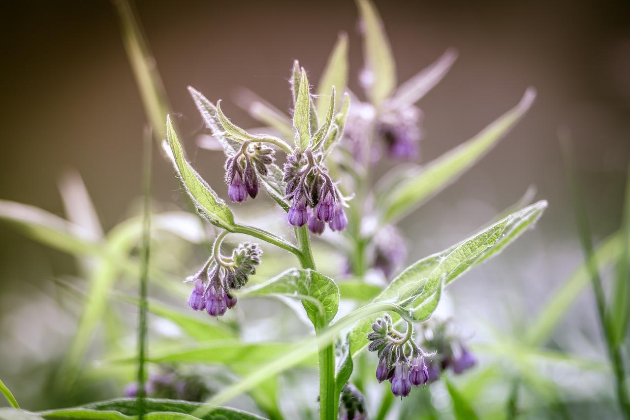 4. 扦插时间选择