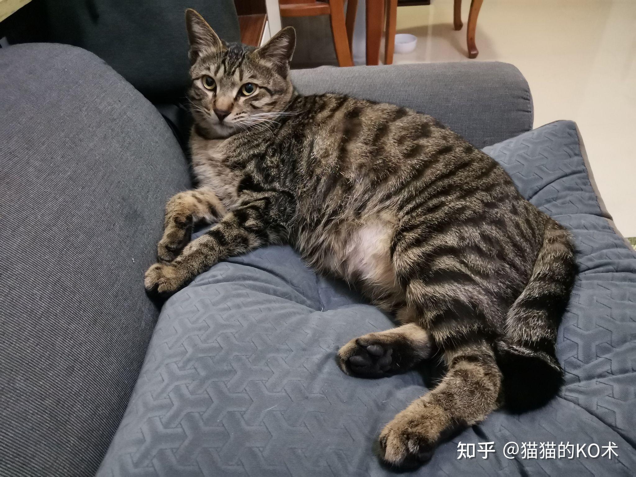 狸花猫可以漂亮到什么程度? - 知乎