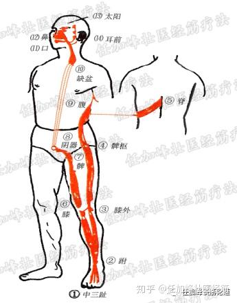腹股沟 这个地方是女人的毒窝 妇科病的源头 如何解决太重要 知乎