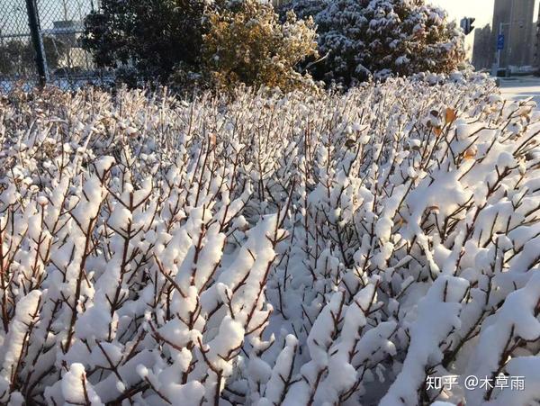 没有雪 那就看喷雪花吧 知乎