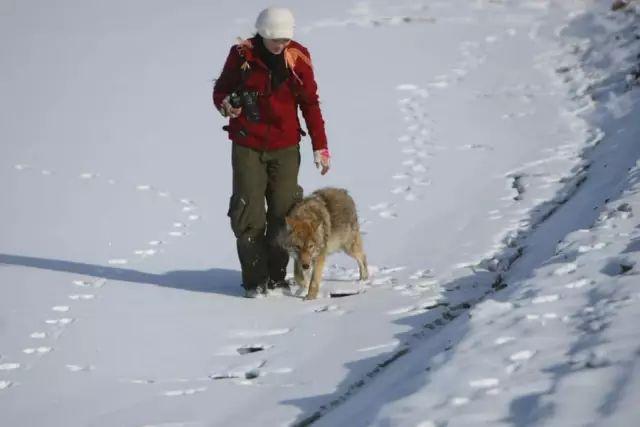 感动千万网友的故事再刷屏:她养大一匹狼,送它重返狼群_https://www.izongheng.net_快讯_第9张