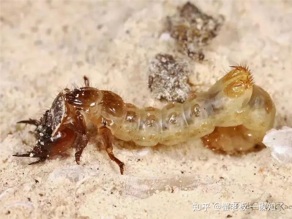 虎甲幼虫长得还是很有特点的!扎实的大扁头,锋利的大颚,背上的倒钩