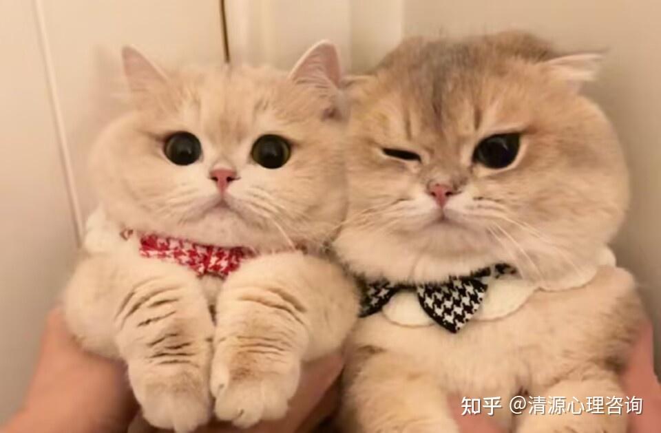 萌萌哒法则:为什么看到可爱的事物会让我们心情变好 - 知乎