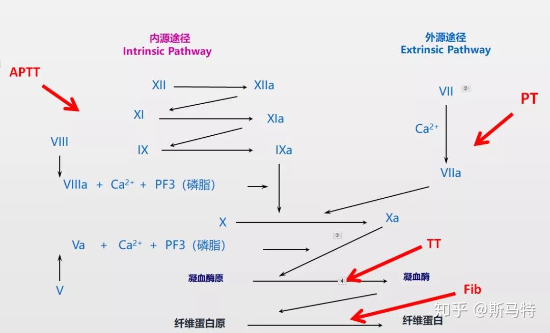 凝血因子瀑布学说图图片