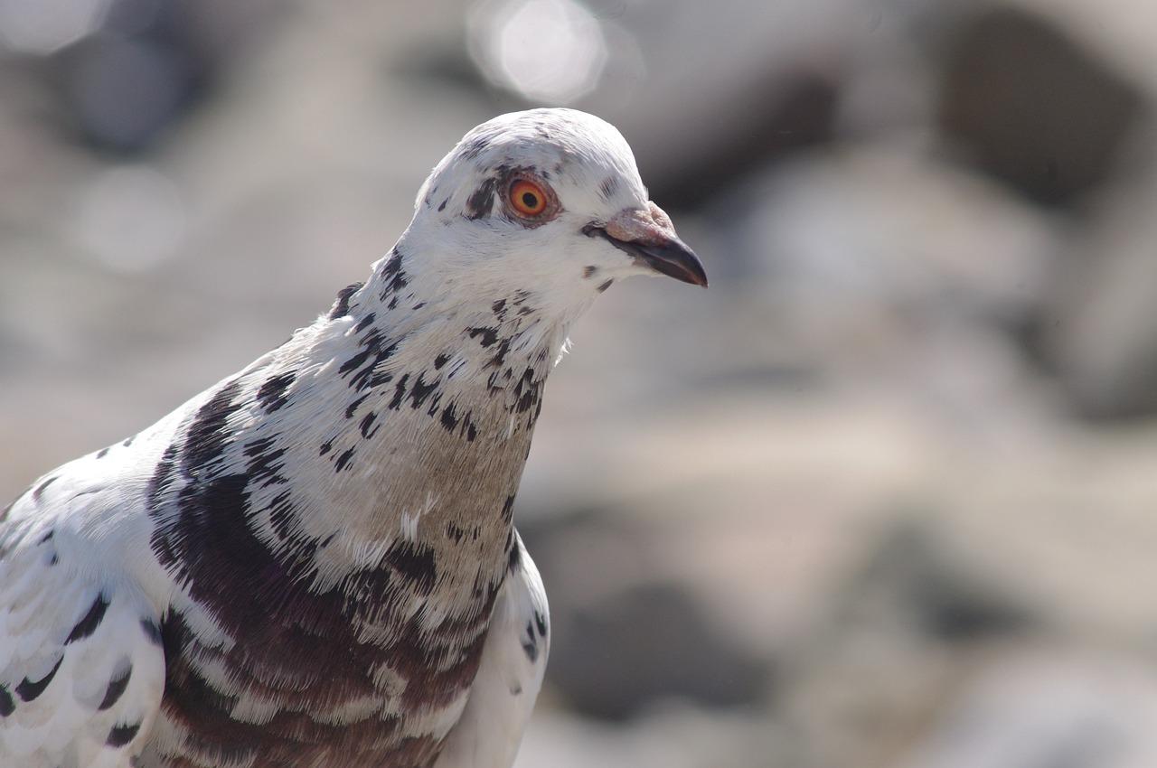 2. 使用漂白粉浸泡