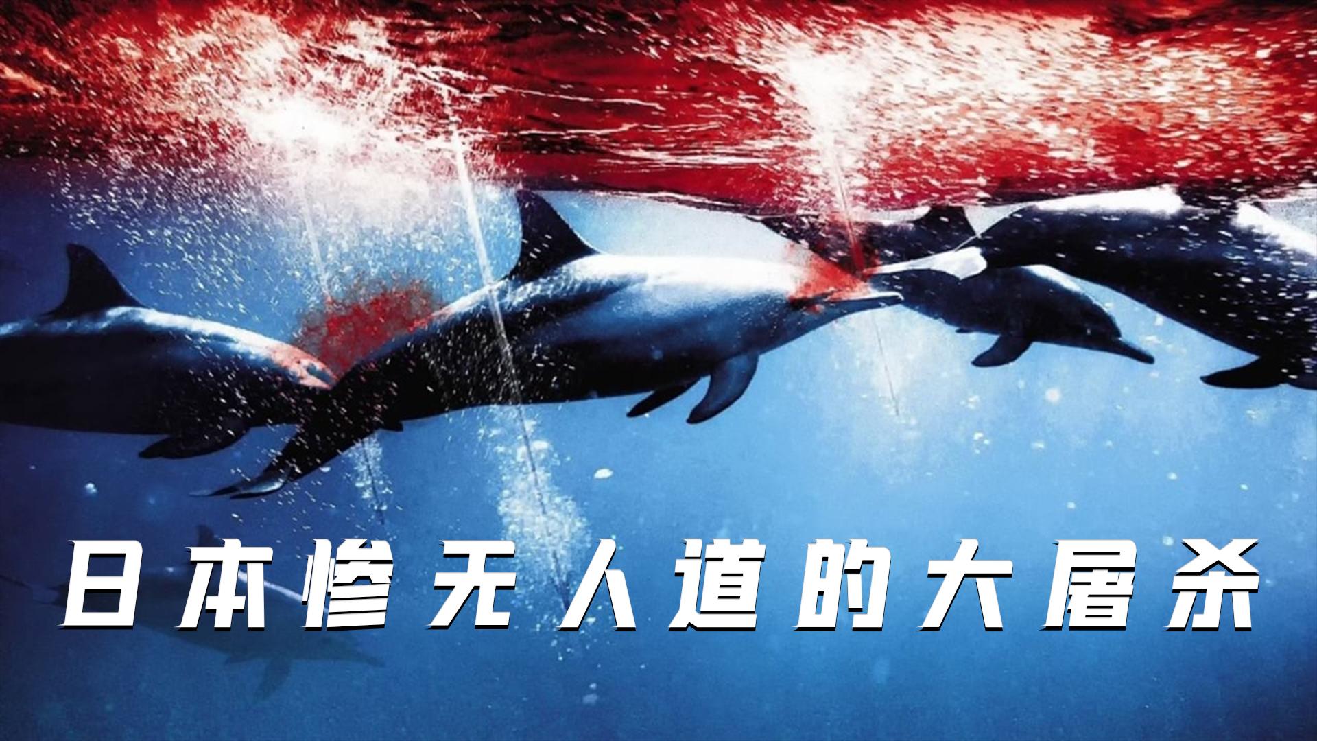 血色海豚湾:日本真实事件拍摄,它们做错了什么? - 知乎