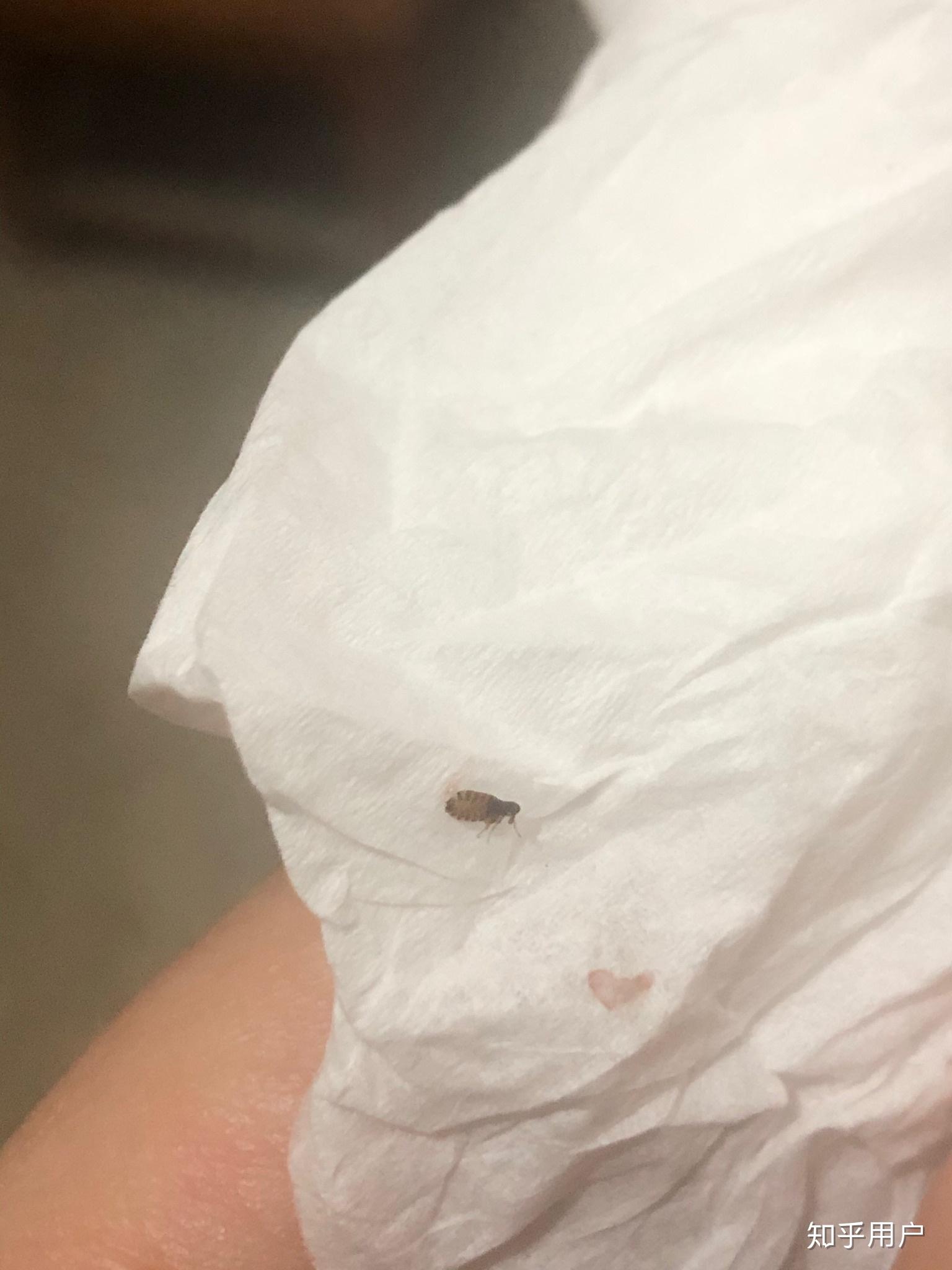 最近狗狗身上有黑色的小虫藏在毛里跑得特别快抓不到前几天驱了虫现在