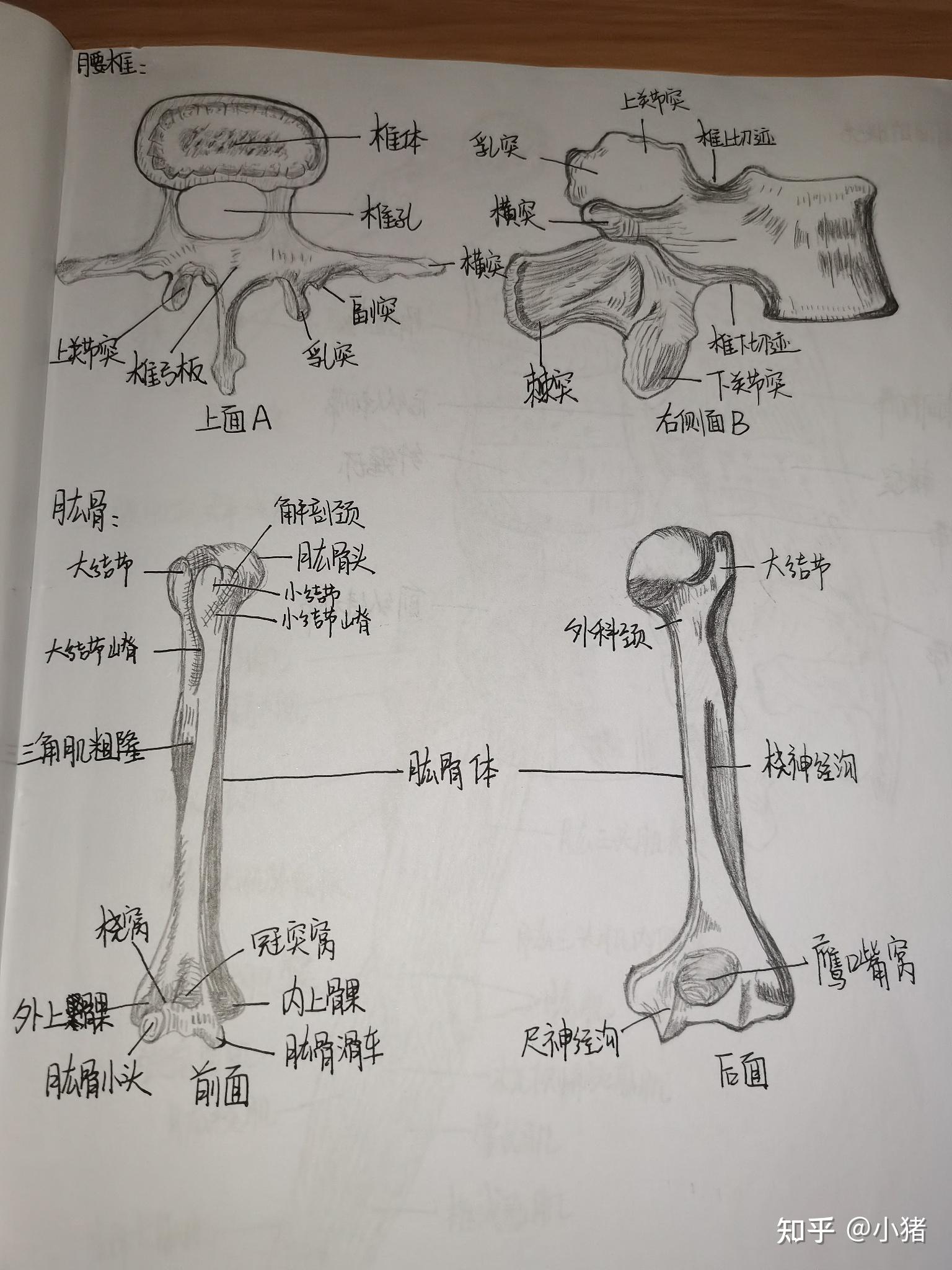这是椎骨间联结还是很好看的吧,哈哈