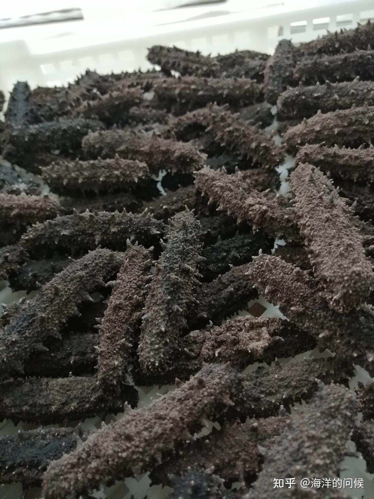 尚正达淡干原色自然晾晒海参