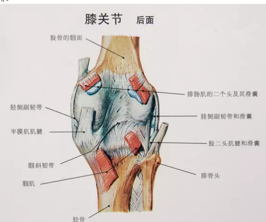 膝关节的屈和伸图解图片