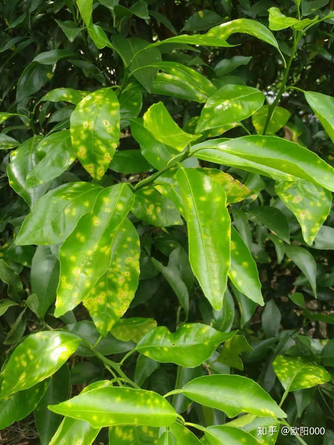 柑橘溃疡病难根治,除铜制剂别无他法?多项措施综合应用可防可控 - 知