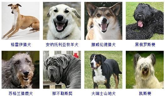 178种狗狗品种大全,原来按体型智商都是这么分! - 知乎
