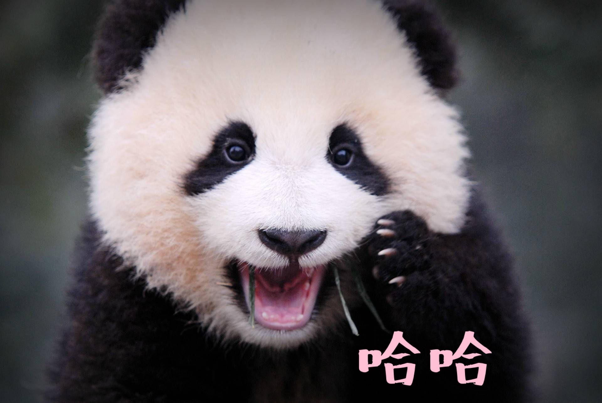 【大熊猫绩笑】之笑笑和猫笼的故事_哔哩哔哩_bilibili