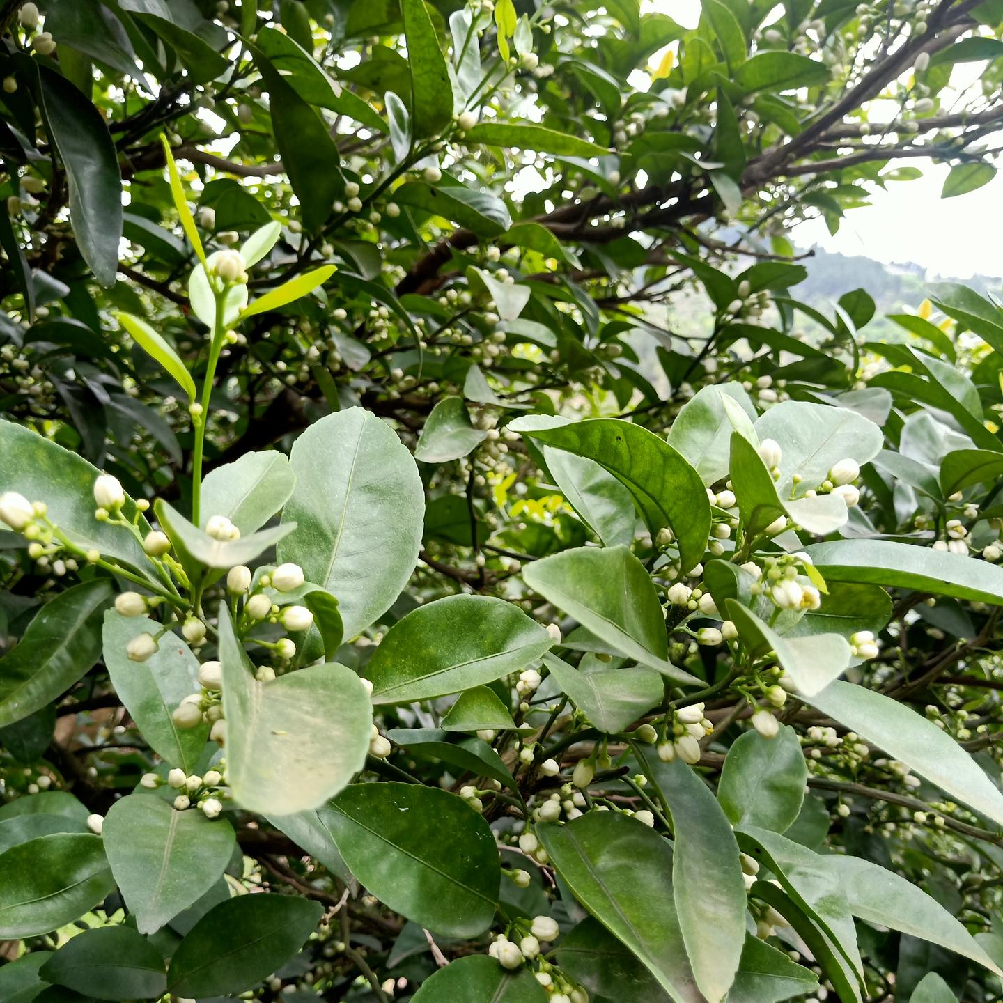 柑橘花期遇阴雨天气 用什么水溶肥可以保花保果 知乎