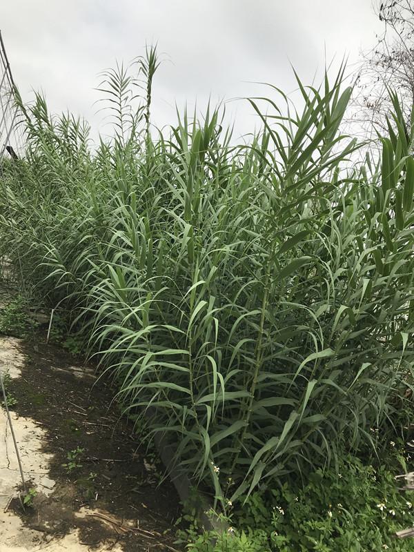 金竹草亟待产业化