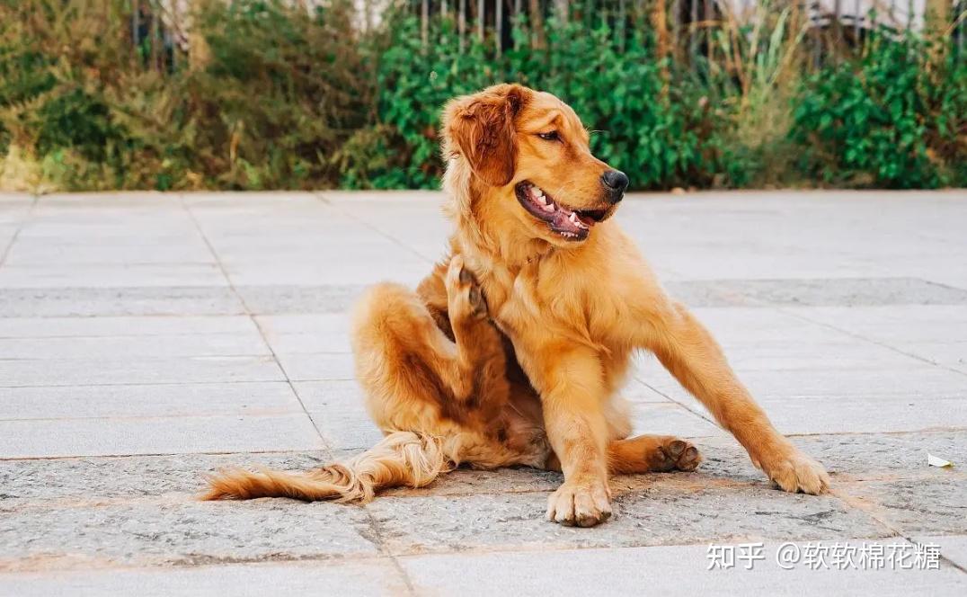 金毛犬为什么越来越少人养?网友 养了之后一心想换狗