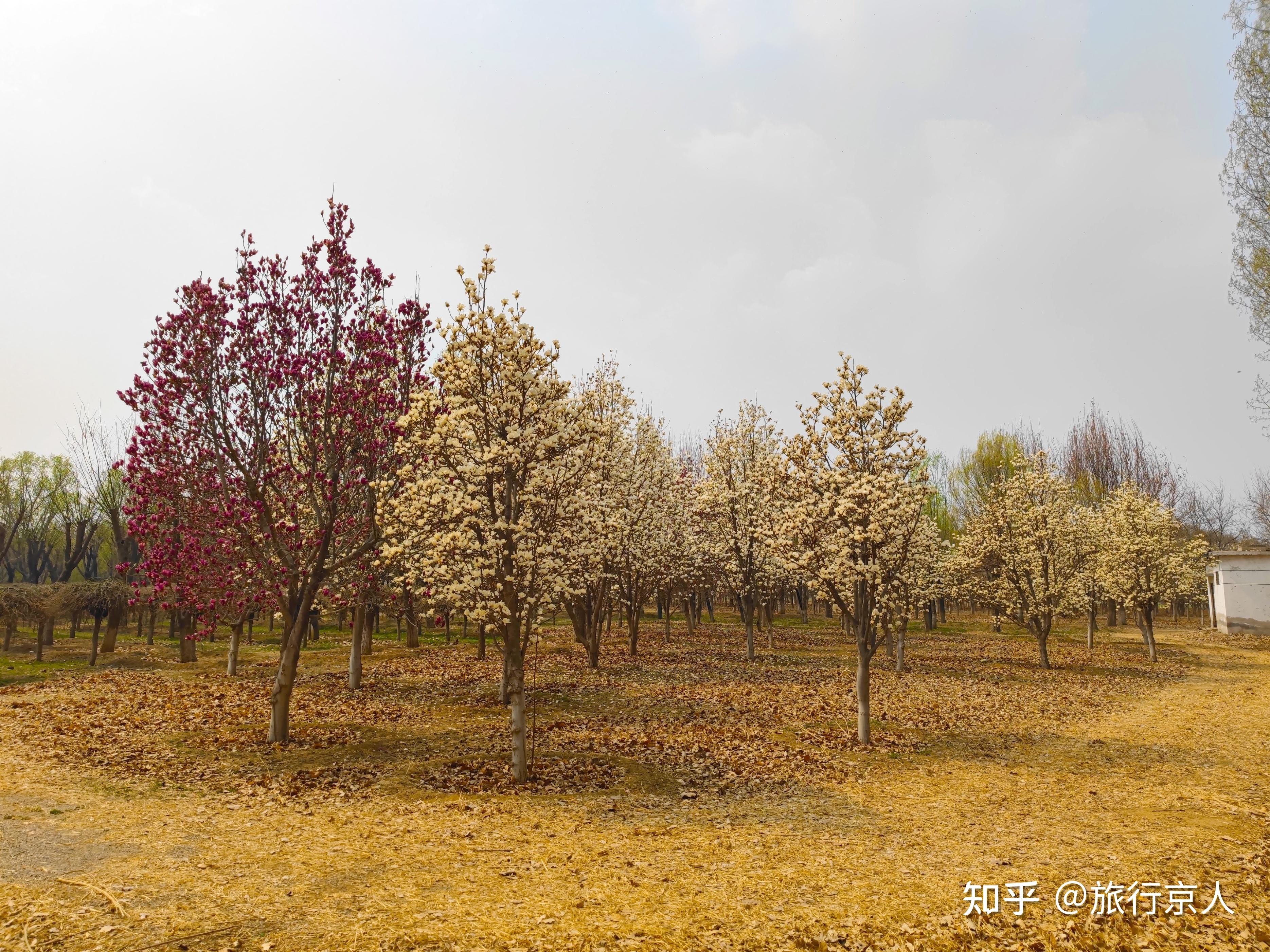 玉兰花每年的花期是在什么时候？这种花开花后最大的特点是什么？ - 知乎