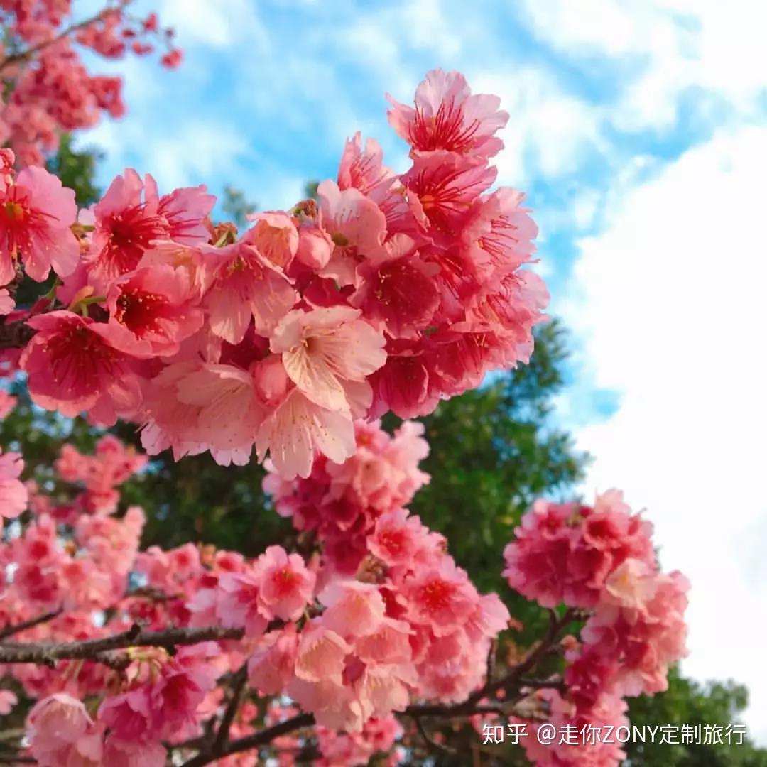 冲绳最好玩的是观鲸踏浪,还是邂逅2019的第一株绯寒樱? - 知乎