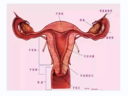 从临产前规律宫缩到分娩时宫口开全子宫颈如何变化