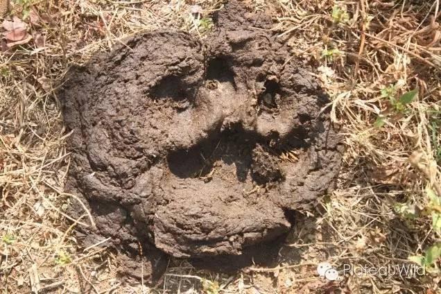 补偿促进共存印度坎哈老虎保护区的经验