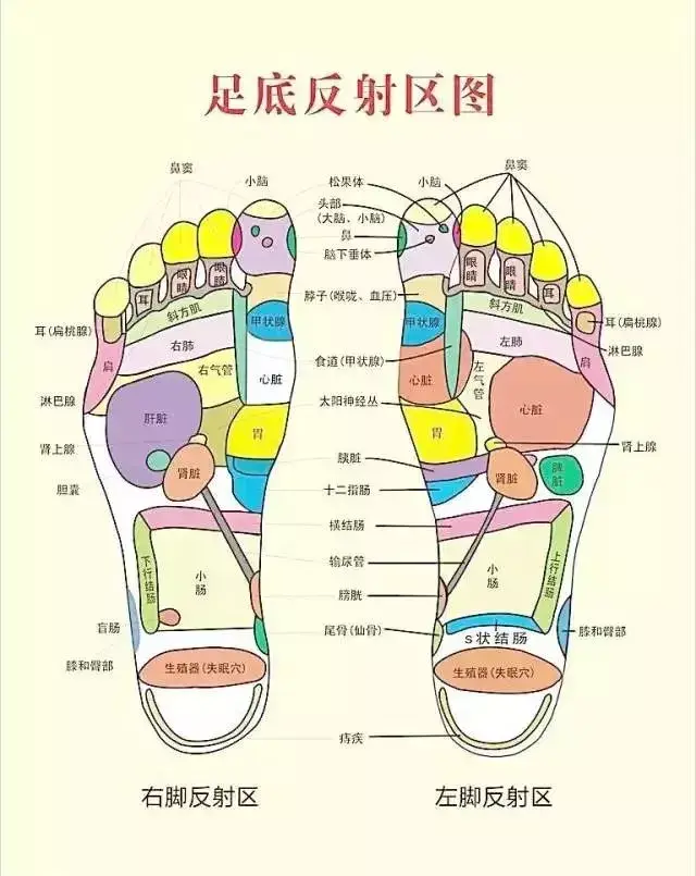 脚部是人体的第二心脏脚虽然位于人体最低处,但它是人体的根本