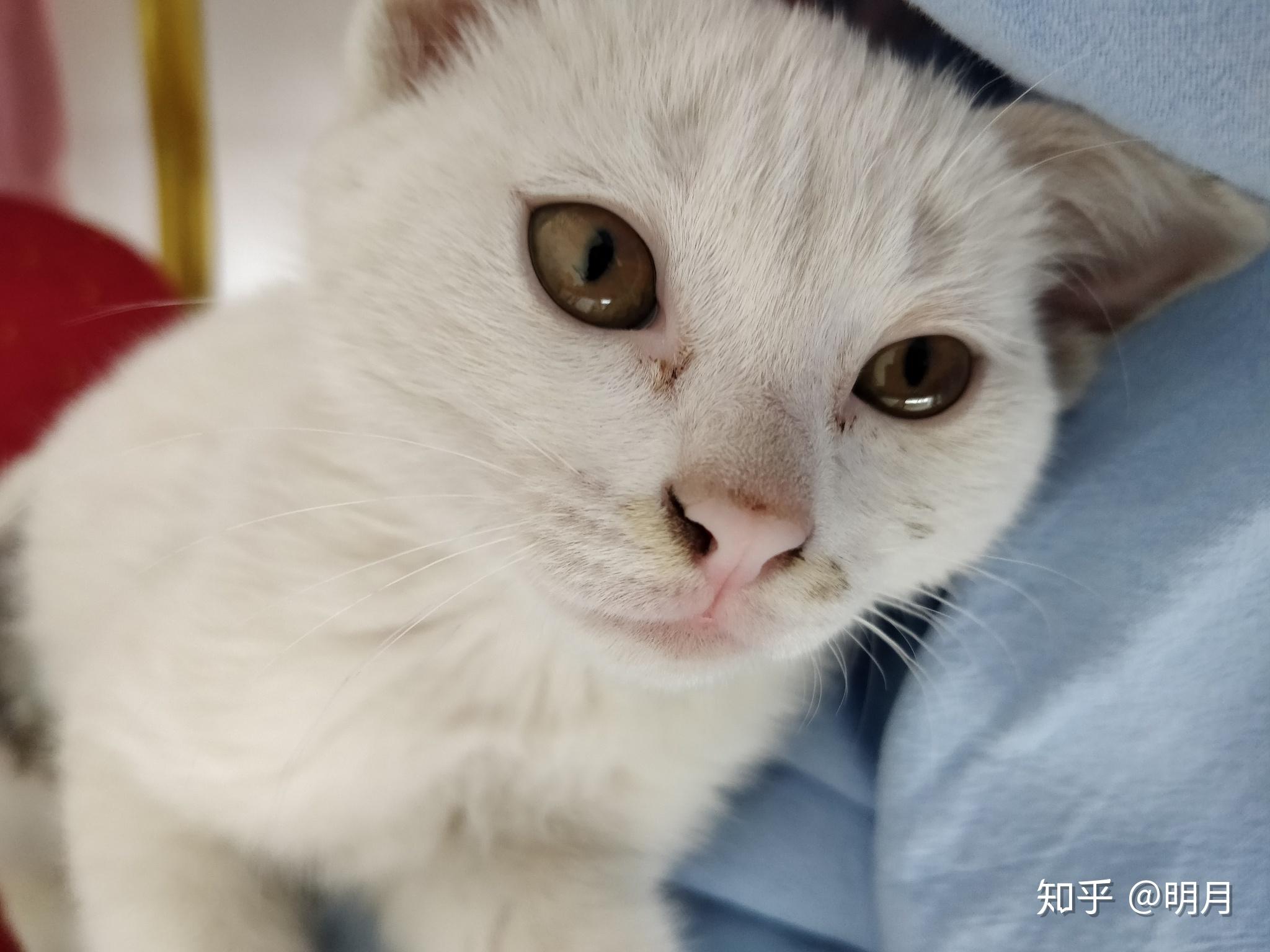 猫咪粉鼻子变白是什么原因