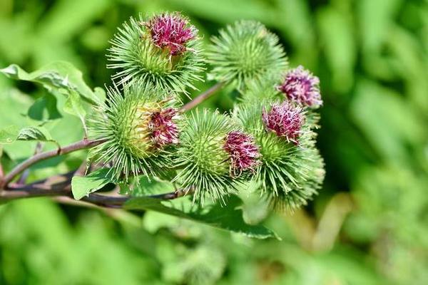 牛蒡能盆栽吗 掌握这几点种植不再难 知乎